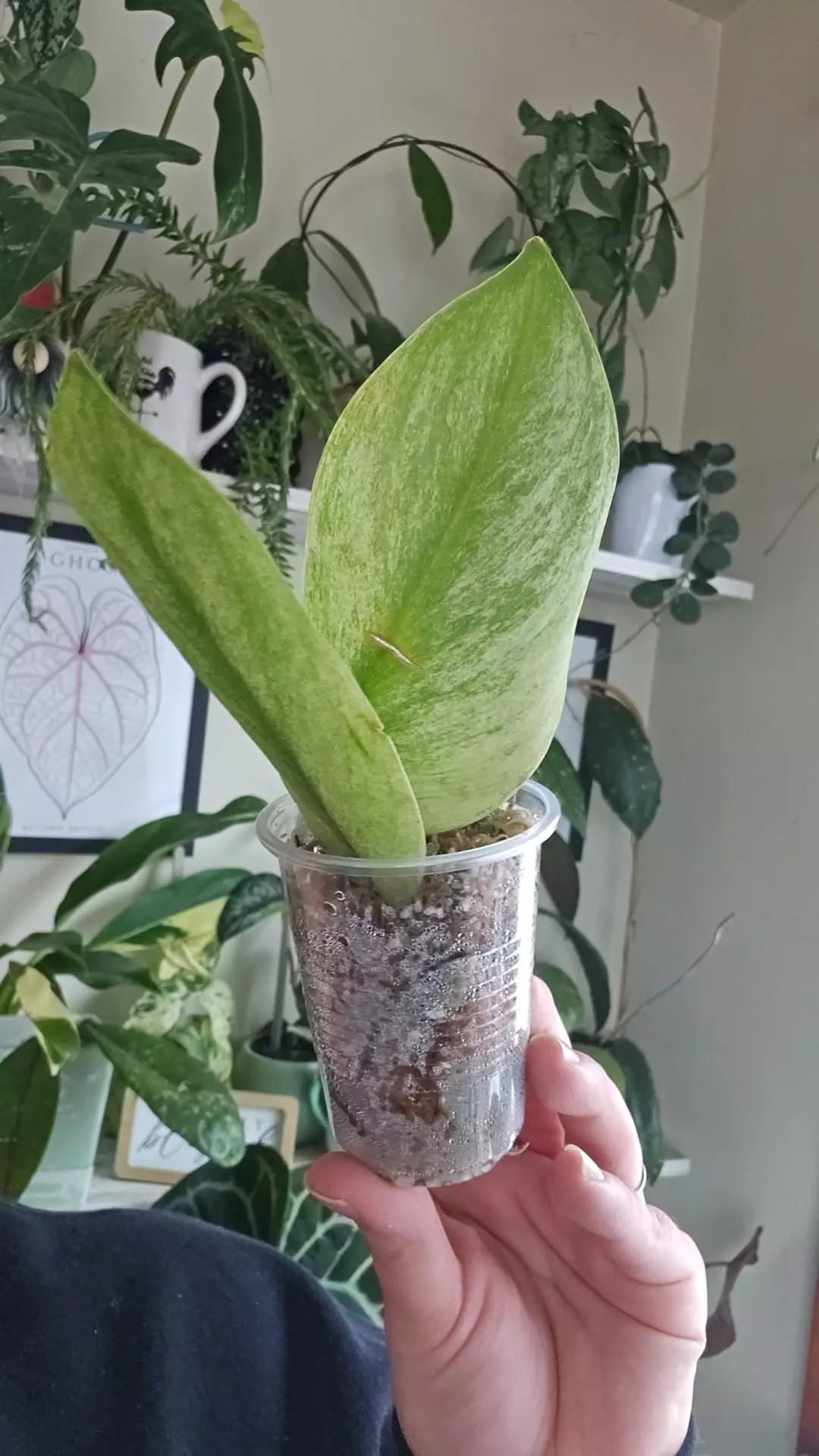 plant/Scindapsus mango-0