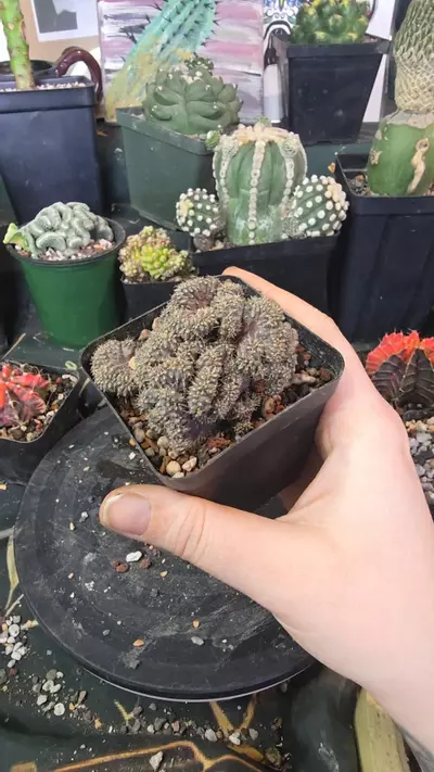 plant/ochoterene crest-0-thumbnail