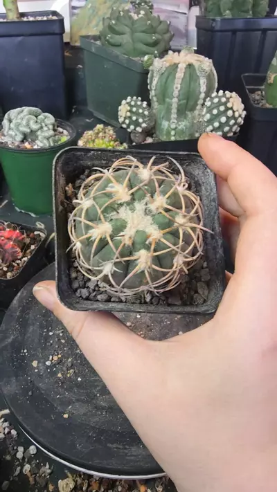 plant/Gymnocalycium spegazzinii v. armatum-0-thumbnail