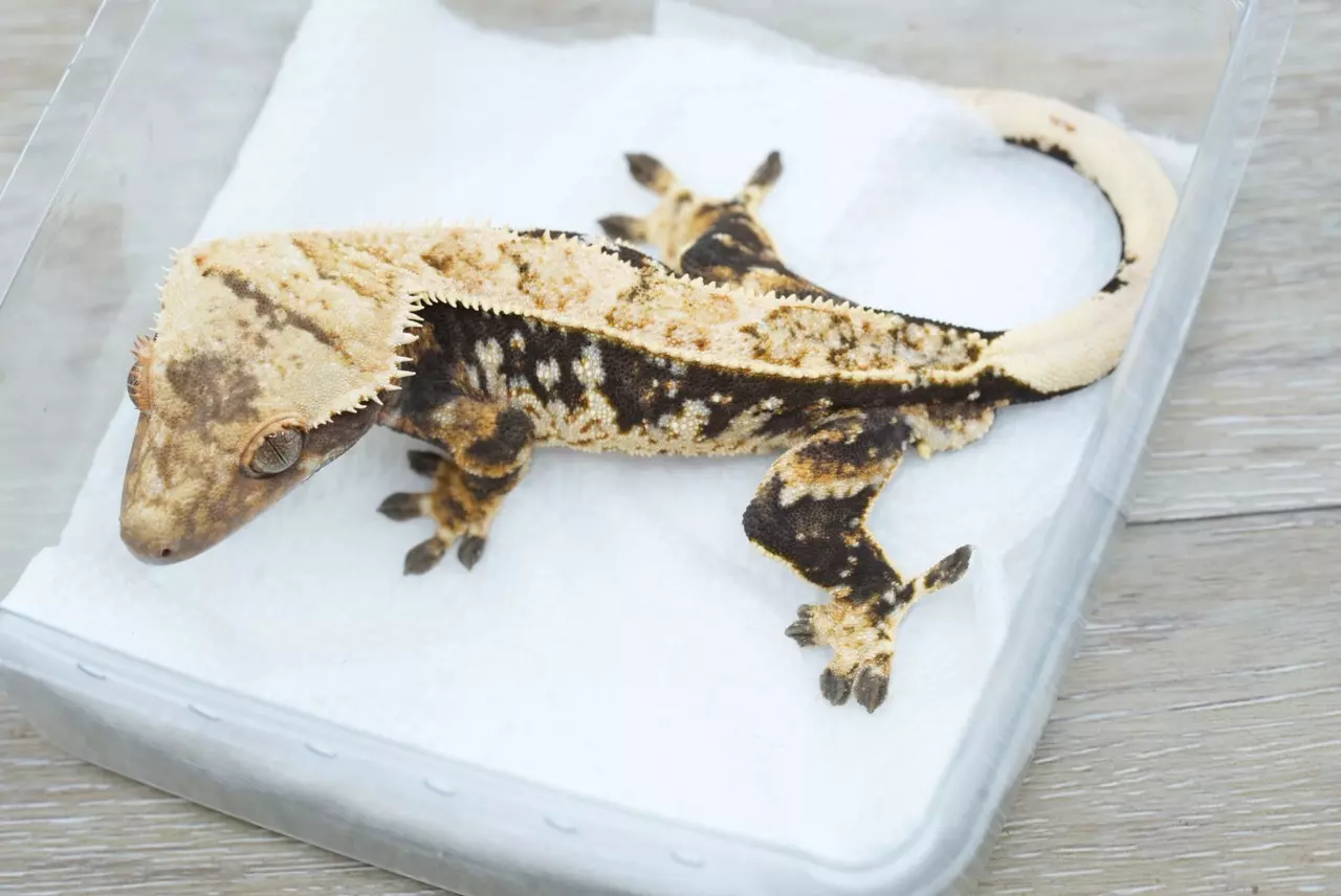 plant/ps790 het empty back (frost line cross) male-0