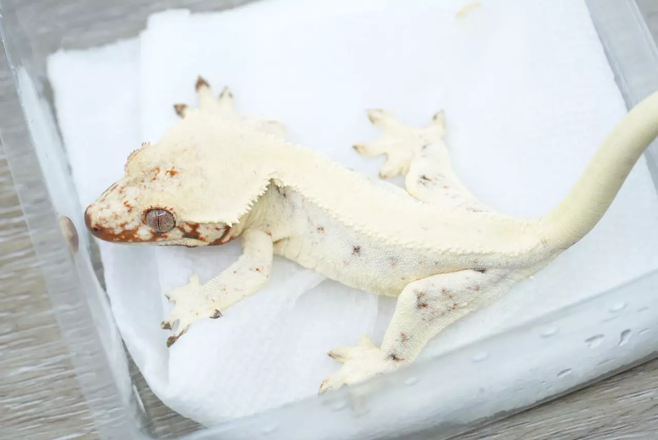 plant/ps777 female frost line sable Lilly white-0