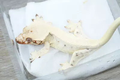 plant/ps777 female frost line sable Lilly white-0-thumbnail