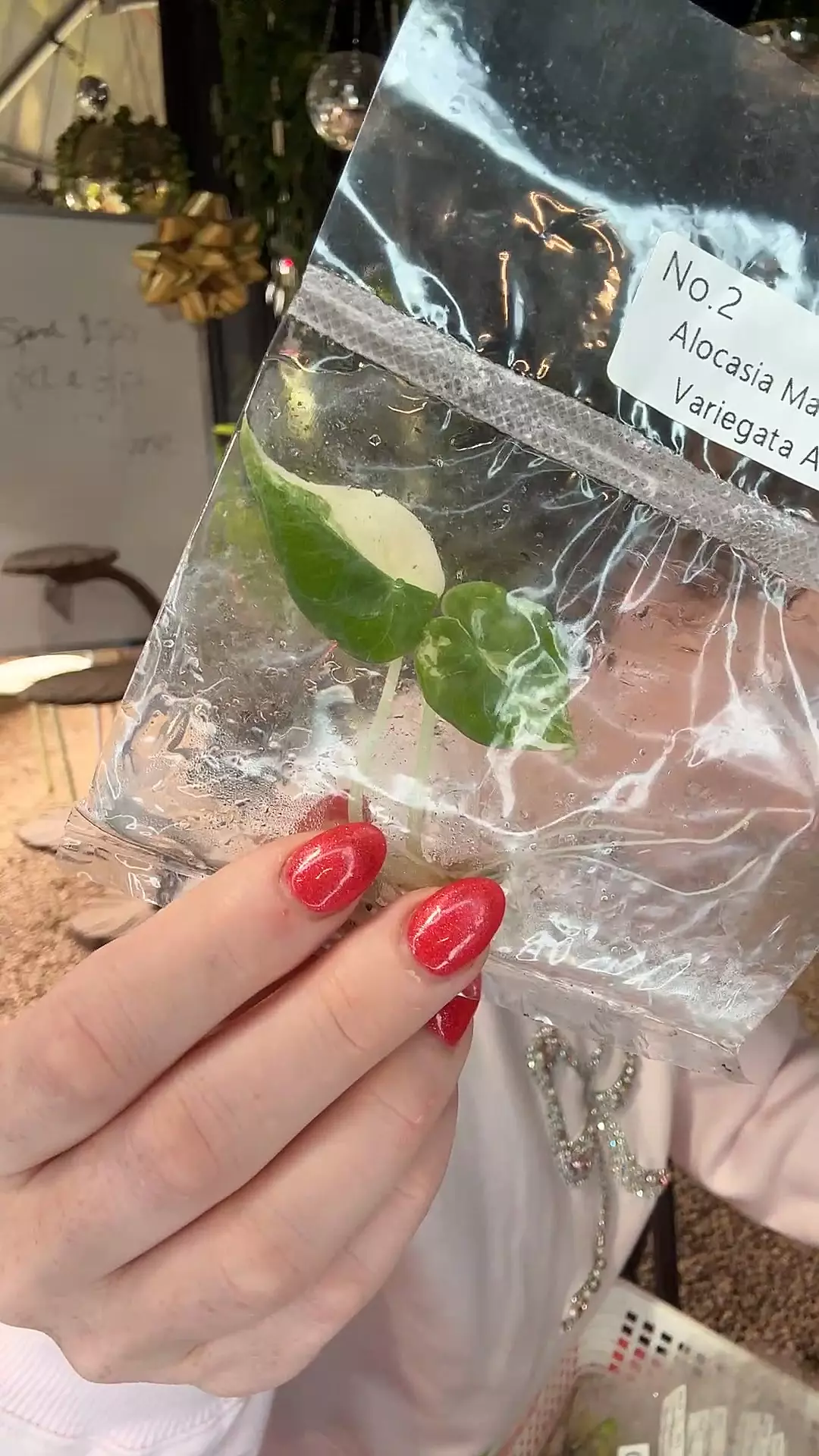 plant/PL0390 Alocasia Maharani var Albo-0