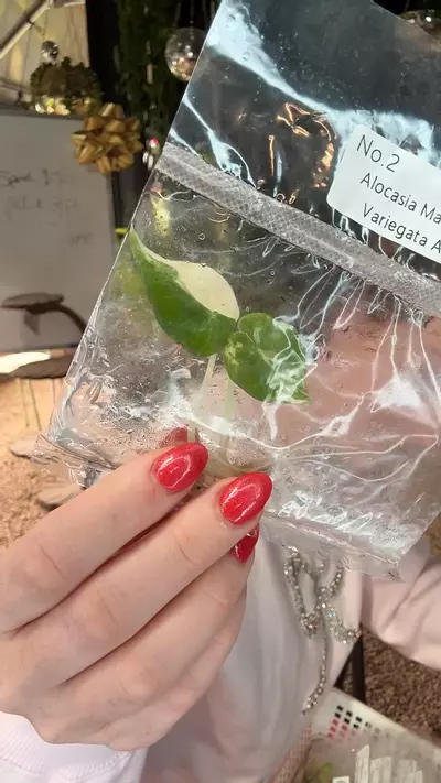 plant/PL0390 Alocasia Maharani var Albo-0-thumbnail