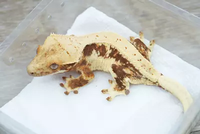 plant/ps783 Czech line tangerine Lilly female-0-thumbnail