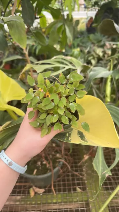 plant/PS-1882 Begonia vankerckhoveni-0-thumbnail