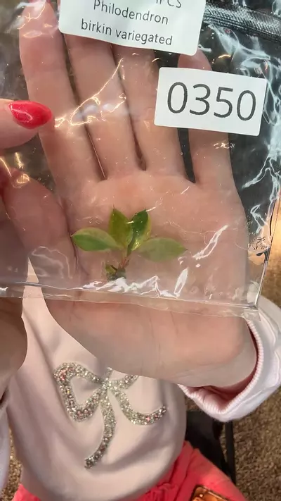 plant/PL0350 philodendron Birkin var-0-thumbnail