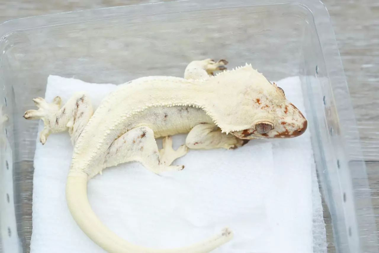 plant/ps777 female frost line sable Lilly white-1