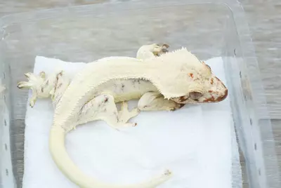 plant/ps777 female frost line sable Lilly white-1-thumbnail