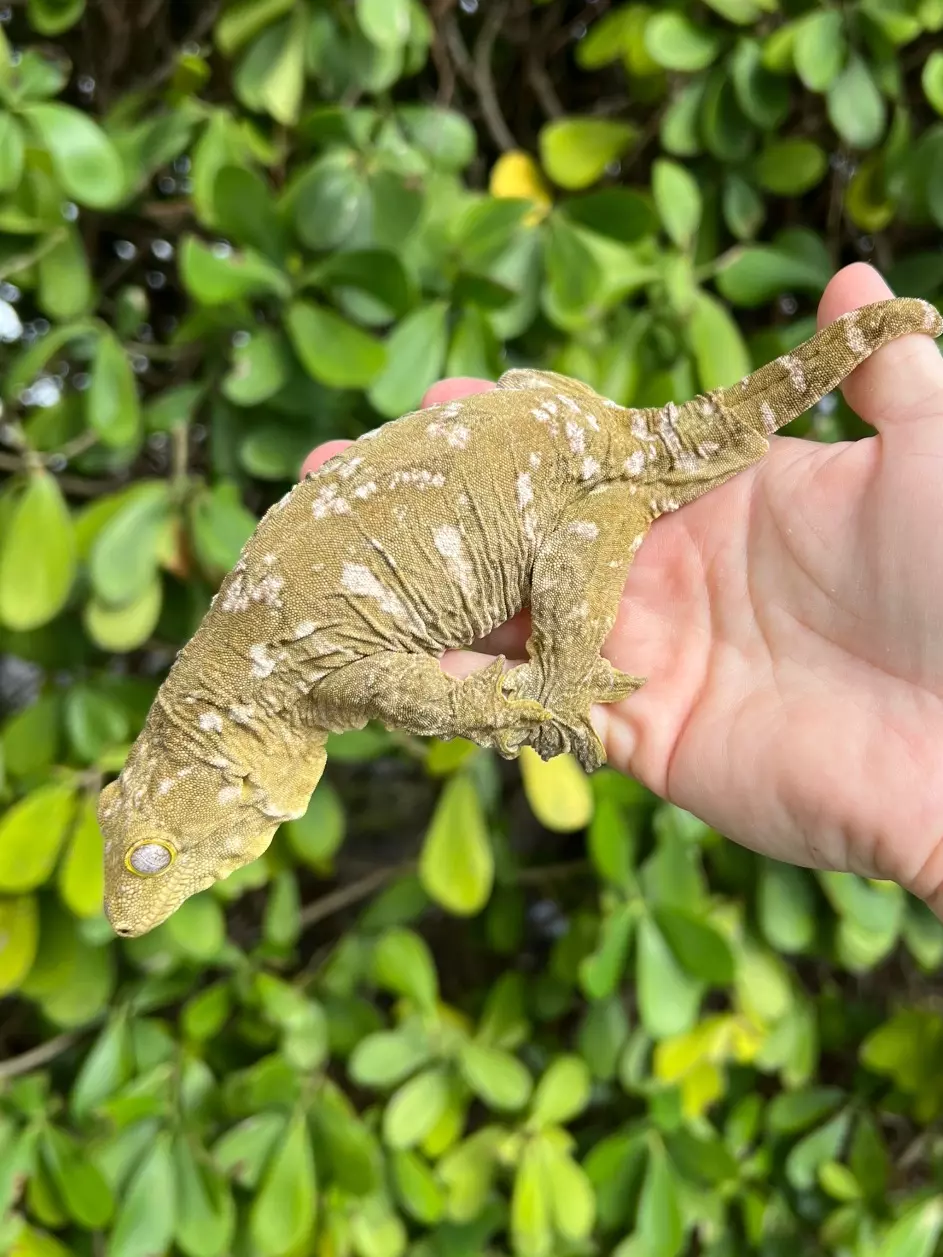 plant/Pine Island Leachianus Adult Female (LEC25-23)-0