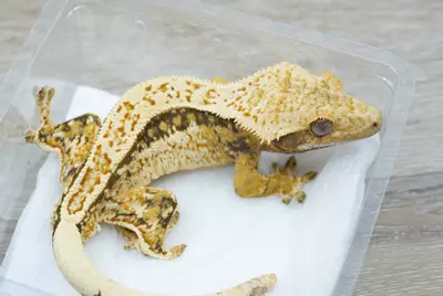 plant/ps793 male tri color (twiggy x Dino)-1-thumbnail