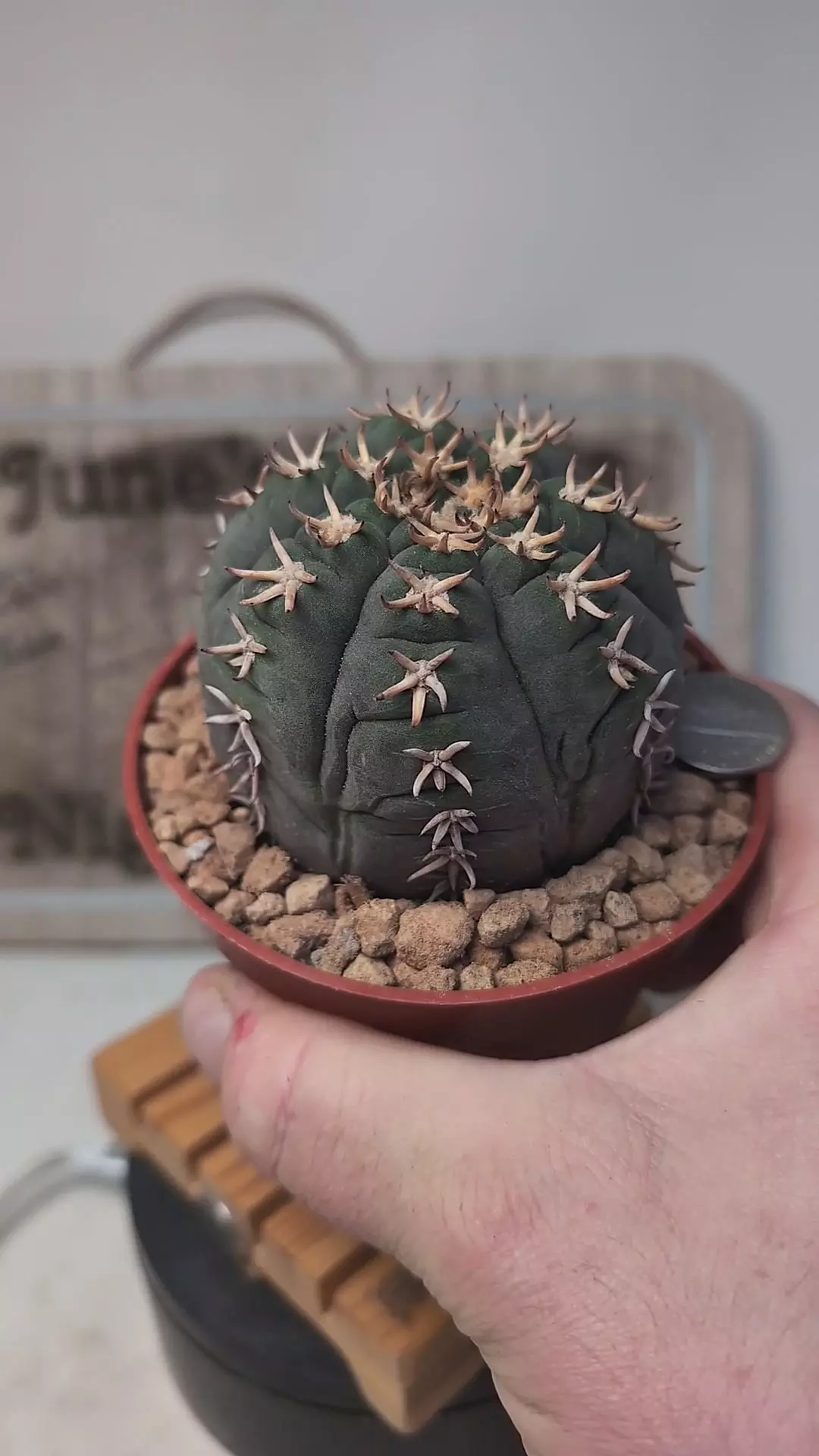 plant/k688 gymnocalycium unguispinum 4" pot-0