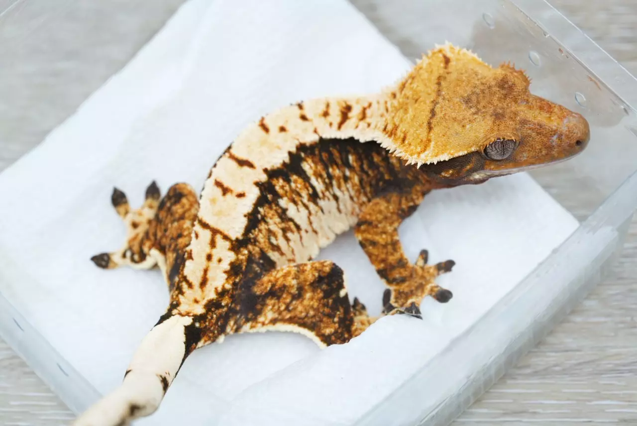 plant/ps788 Felix x eras female tri frost line-1