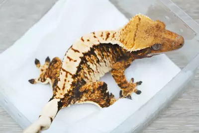 plant/ps788 Felix x eras female tri frost line-1-thumbnail