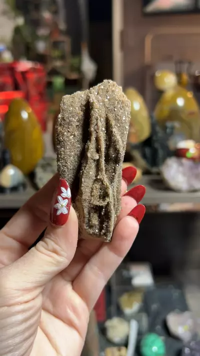 plant/Permineralized Wood from Brilliant, Alabama-0-thumbnail