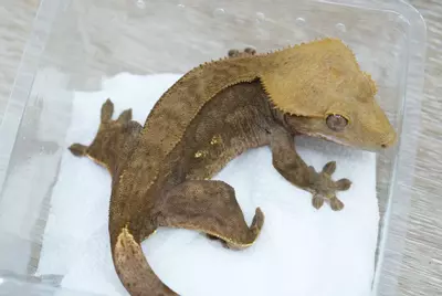 plant/ps796 dark phantom 50% het ax female (healed tail nip)-1-thumbnail