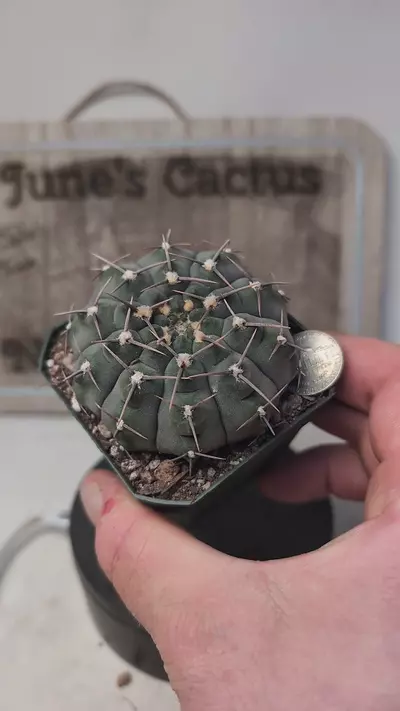 plant/k709 Gymno vatteri 2.75" pot-0-thumbnail