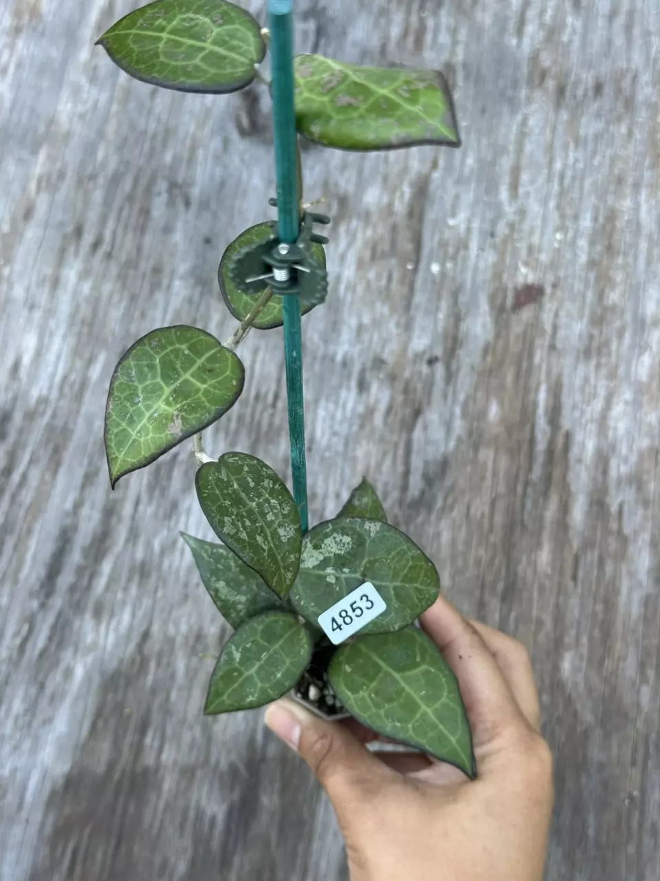 plant/5853 parasitica black margin splash-0