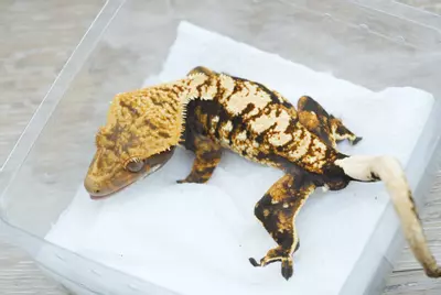 plant/ps792 het empty back frost line cross male-0-thumbnail