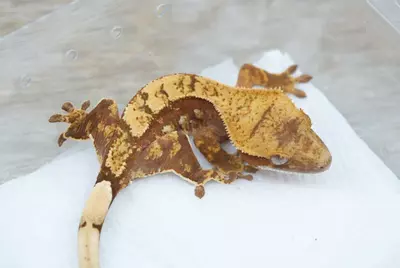 plant/ps798 100% het axanthic npv-0-thumbnail