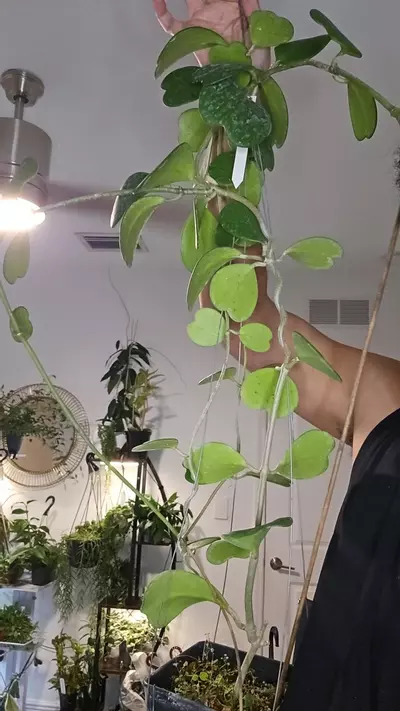 plant/kerrii xxl-0-thumbnail