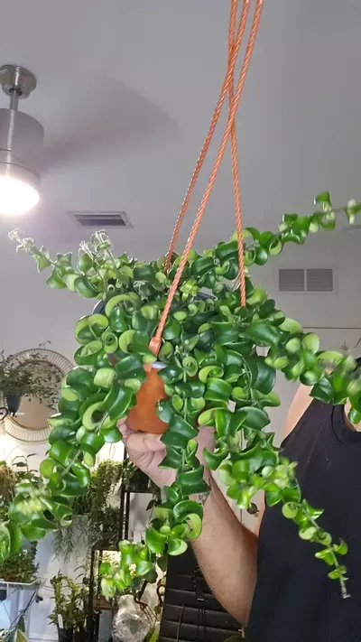 plant/lipstick curly-0-thumbnail