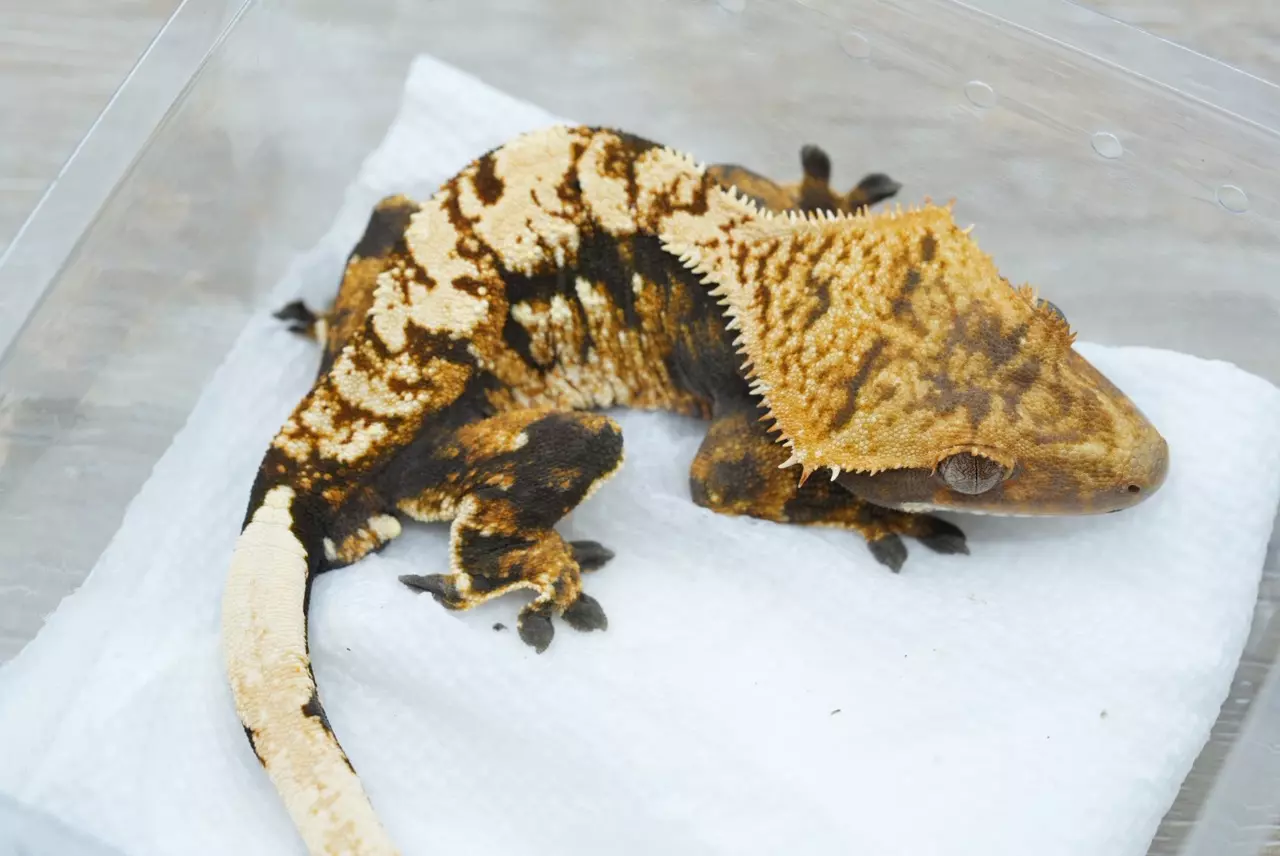 plant/ps792 het empty back frost line cross male-1