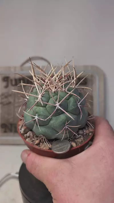 plant/k692 thelocactus hexaedrophorus var. fossulatus 4" pot-0-thumbnail