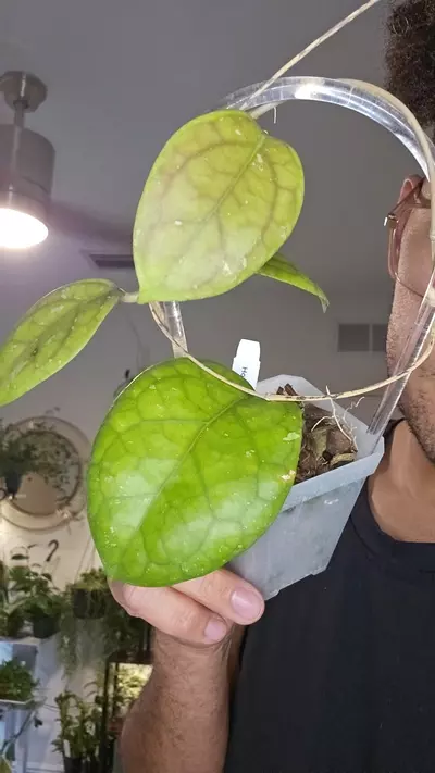 plant/hoya Ah099-0-thumbnail