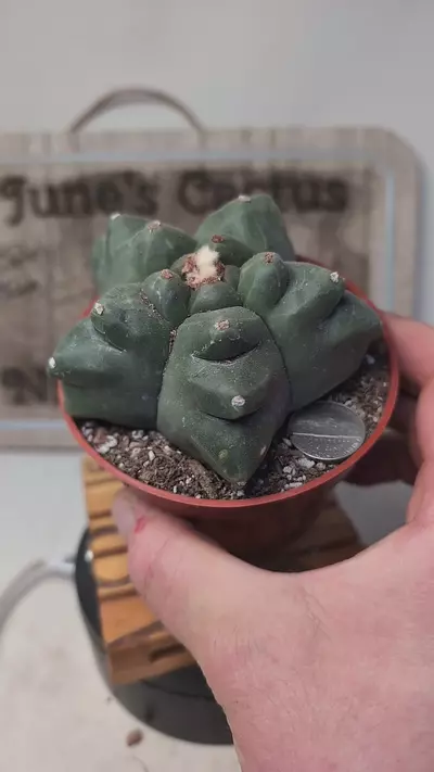 plant/k707 Astro myrio kikko 4" pot-0-thumbnail