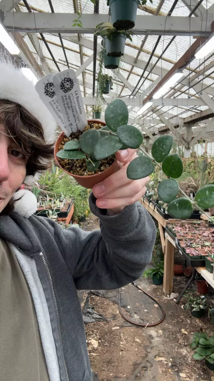 plant/H627 mathilde-0