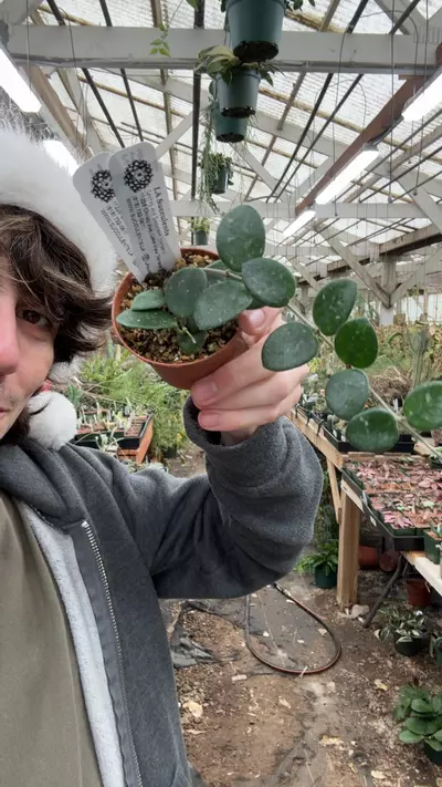 plant/H627 mathilde-0-thumbnail