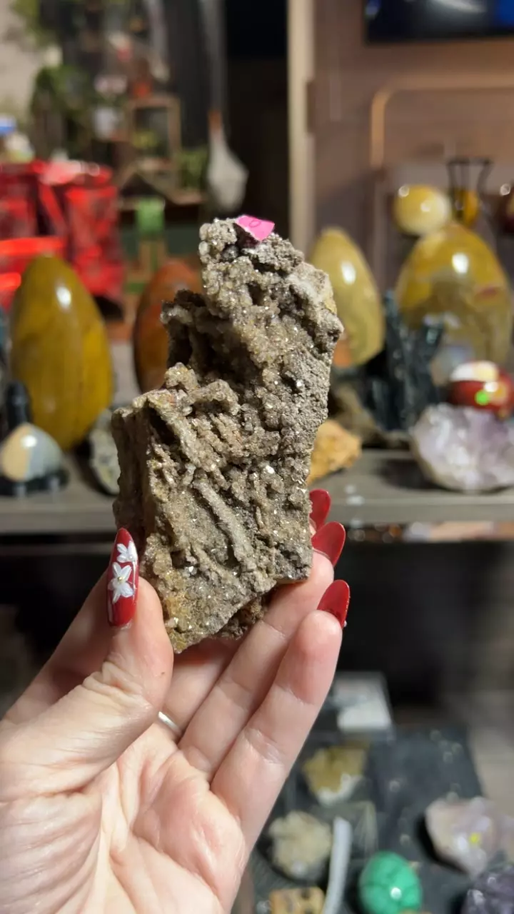 plant/Permineralized Wood from Brilliant, Alabama-0