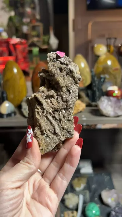 plant/Permineralized Wood from Brilliant, Alabama-0-thumbnail