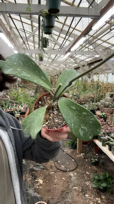 plant/H319 kerrii splash-0-thumbnail