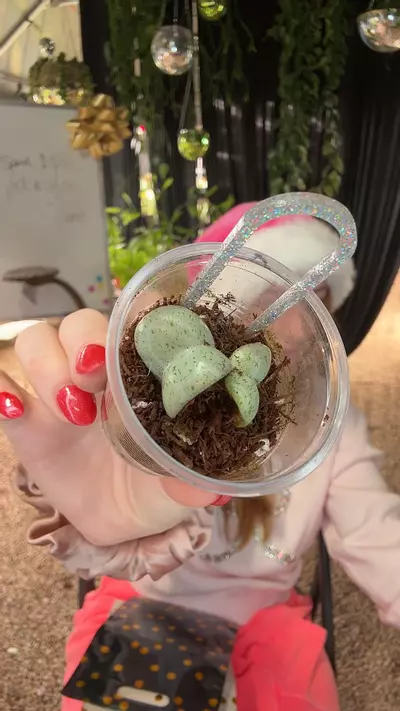 plant/PL04245 Jodie Silver Compacta (will also take $500 deposit)-0-thumbnail