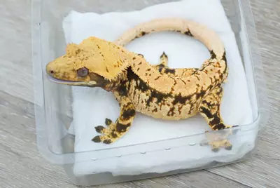 plant/ps779 Czech line tangerine x Felix/prestige male rtb-0-thumbnail