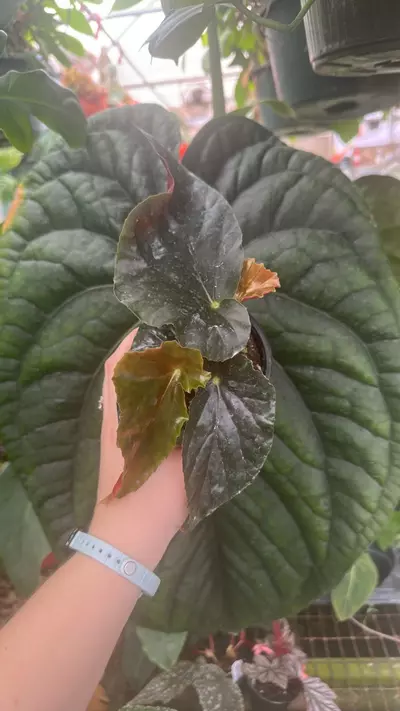 plant/PS-1996 Begonia 'Steve's Leaves Cierge Magique’-0-thumbnail