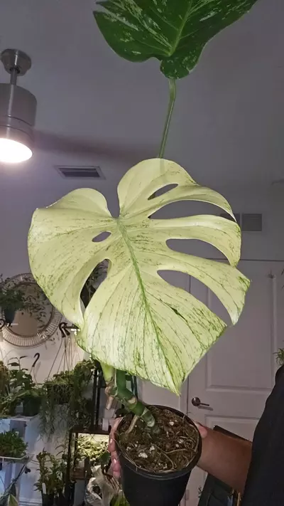 plant/Monstera White Monster-0-thumbnail