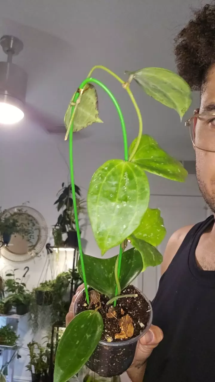 plant/latifolia big leaf splash-0