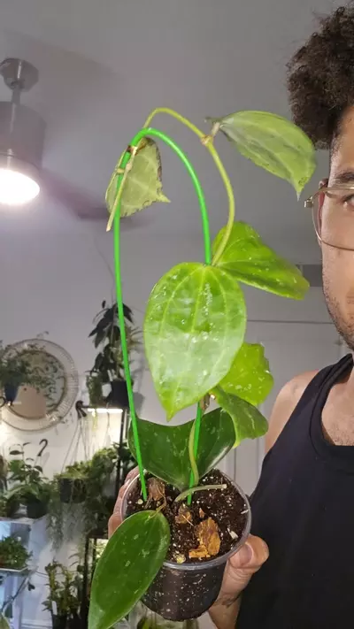 plant/latifolia big leaf splash-0-thumbnail