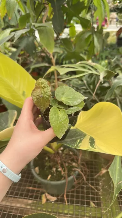 plant/PS-1883 Begonia ferox-0-thumbnail