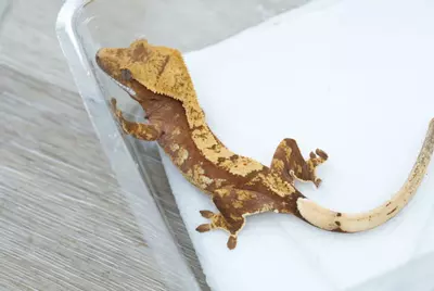 plant/ps798 100% het axanthic npv-1-thumbnail