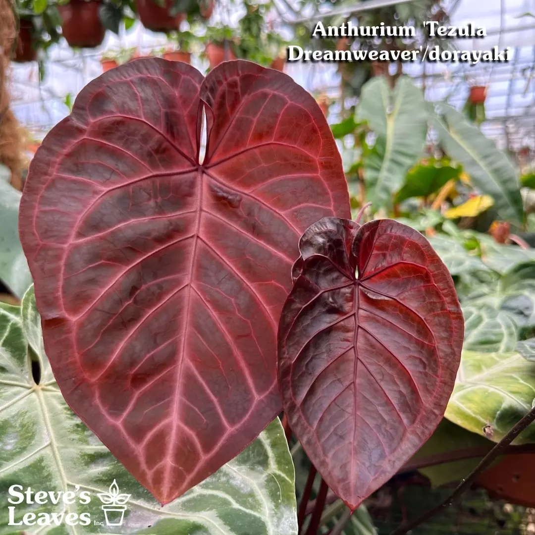 plant/PS-1826 (5) Anthurium 'Tezula Dreamweaver'/dorayaki x self-0