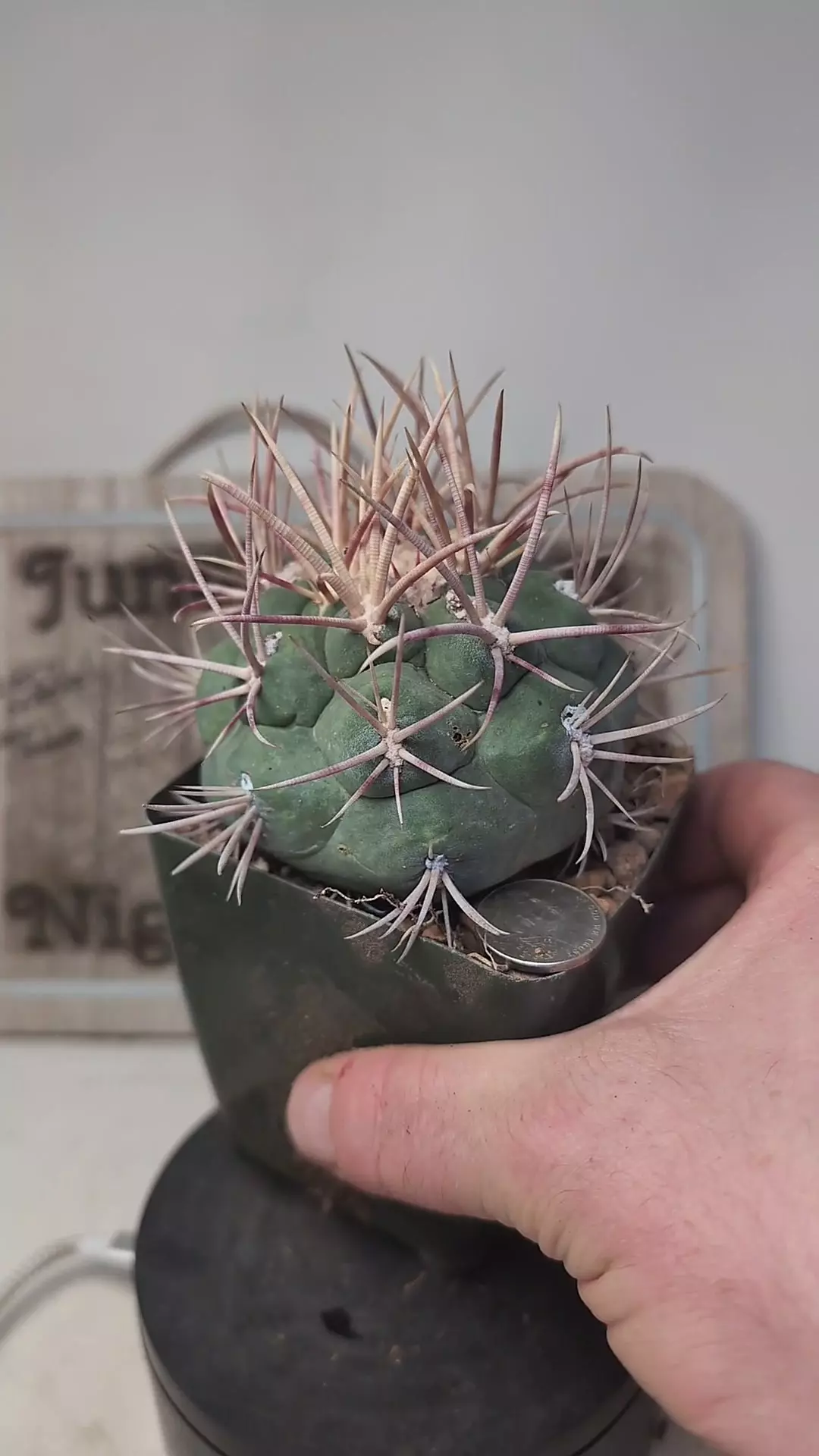 plant/k693 thelocactus hexaedrophorus var. fossulatus 3.5" pot-0