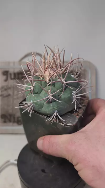 plant/k693 thelocactus hexaedrophorus var. fossulatus 3.5" pot-0-thumbnail