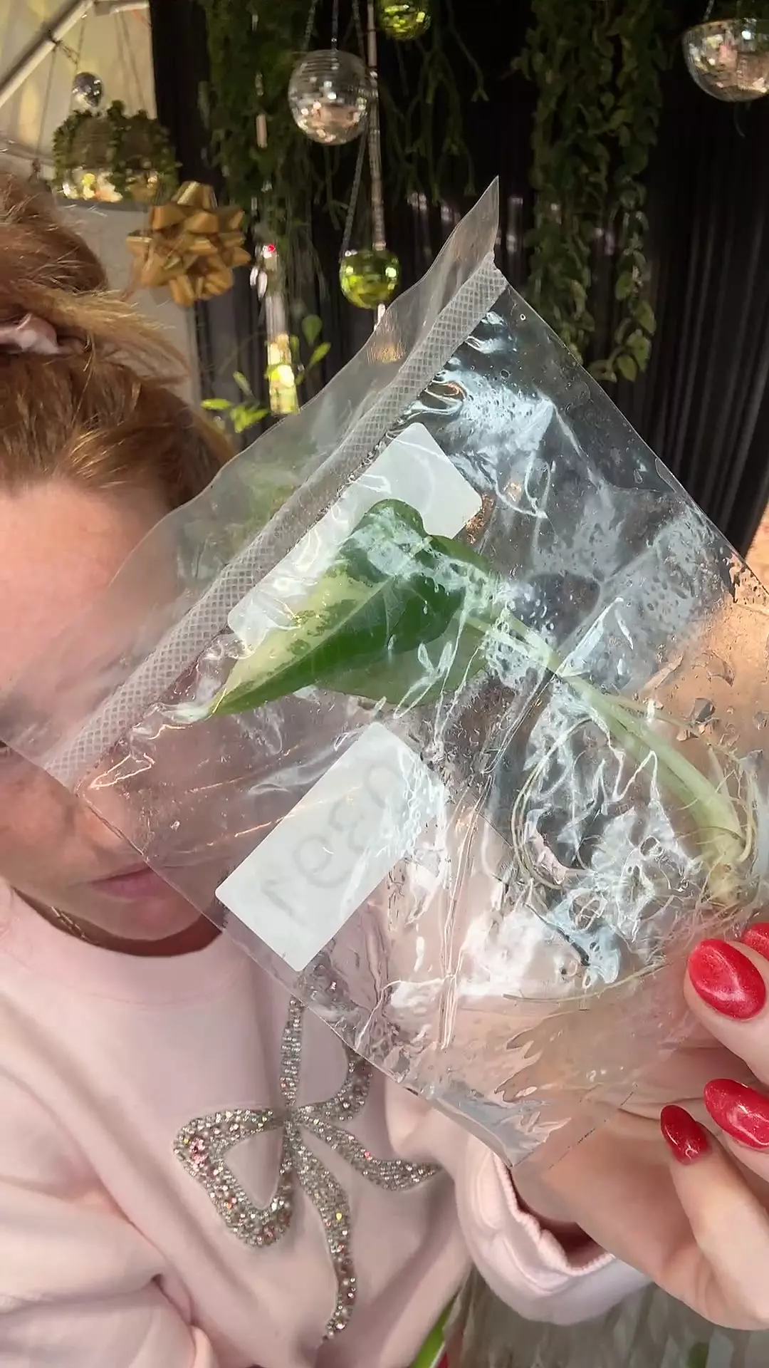 plant/PL0391 Alocasia Maharani var Albo-0