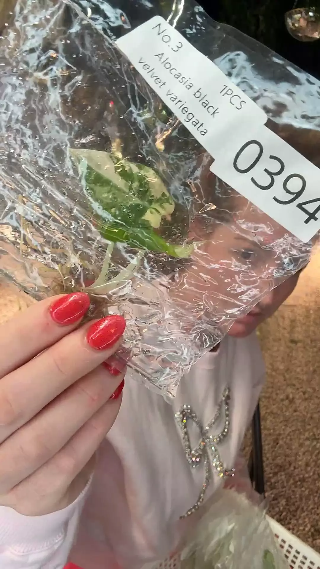 plant/PL0394 alocasia black velvet var-0