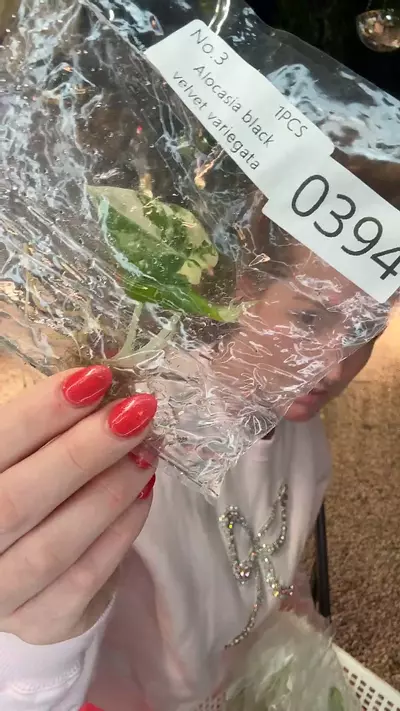 plant/PL0394 alocasia black velvet var-0-thumbnail