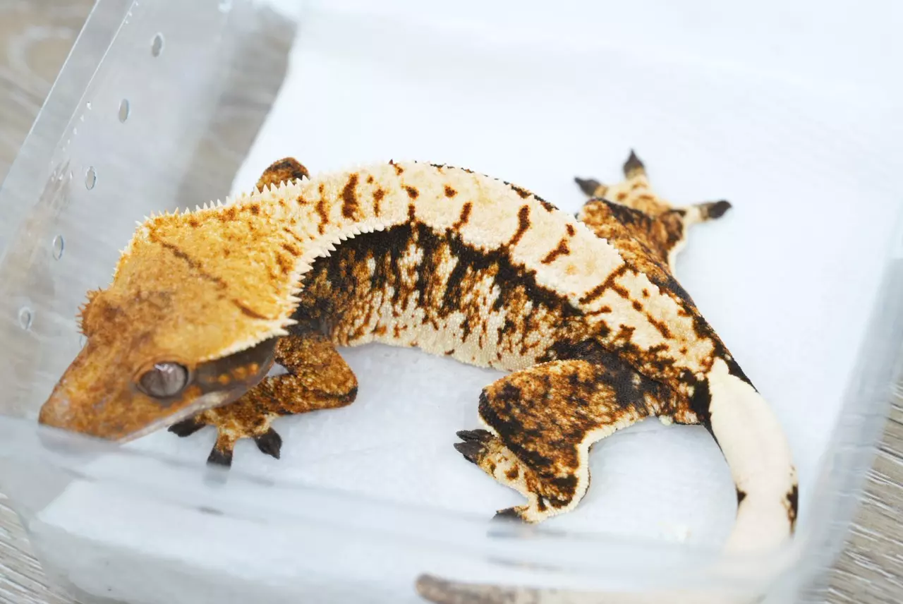 plant/ps788 Felix x eras female tri frost line-0